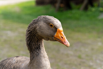 Portrait of domestic gray goose