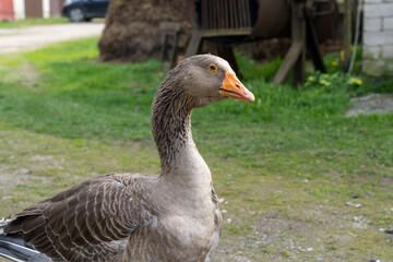 Portrait of domestic gray goose
