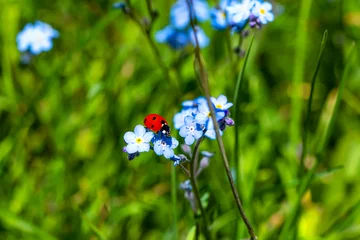 Sierkussen Macro shots, Beautiful nature scene.  Beautiful ladybug on leaf defocused background © blackdiamond67