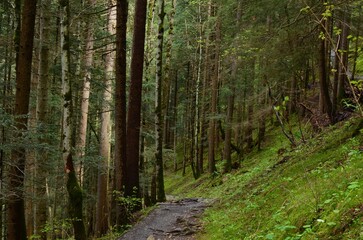 Beautiful view of pathway among green tall trees in forest
