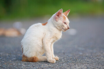 Naklejka na ściany i meble village cat portrait with blur background. outdoor cat photo