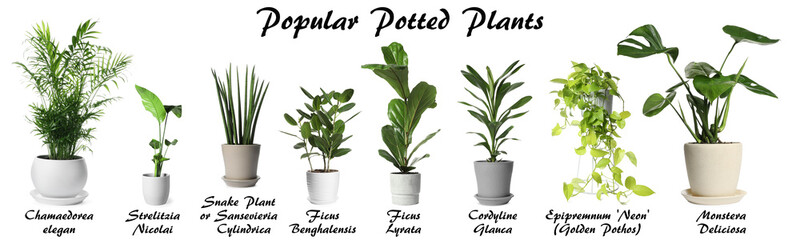 Set of many different popular potted plants with names on white background