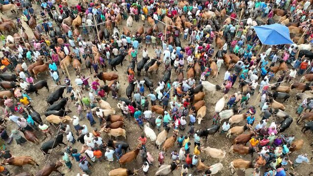 Cattle market, Livestock market, Thousands of cows are lined up to be sold at a bustling cattle market in Bangladesh. Over 50,000 of the animals are gathered together by farmers.