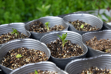 アーモンドのポット苗