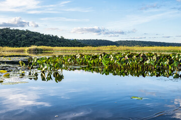 Canoe tour on the Pantanal Marimbus in Andarai, Bahia, Brazil, Chapada Diamantina