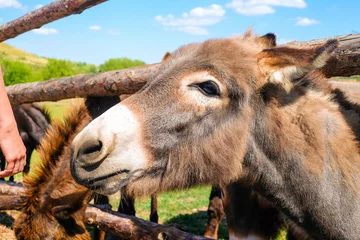 Fotobehang Domestic donkey begging for food in a farm pen © nskyr2