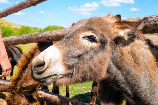 Domestic donkey begging for food in a farm pen