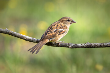 A Close up of a single female sparrow sat on a tree branch