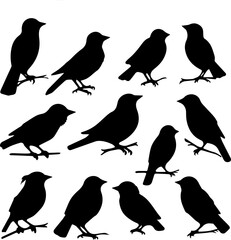 silhuette bird images