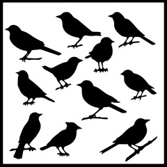 silhuette bird images