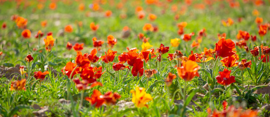 Wild Red Data Book tulips Greig in the fields of Kazakhstan. Spring flowers under the rays of sunlight. Beautiful landscape of nature. Hi spring. Beautiful flowers on a green meadow.