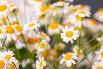 Fototapeta premium Pharmaceutical chamomile flowers growing in nature. Medicinal plant