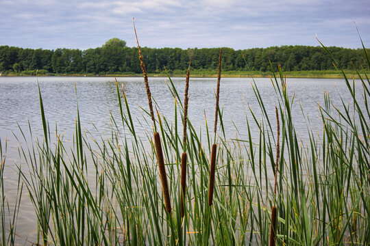 Detailaufnahme von Schilf und Rohrkolben am Ufer des Gorinsees mit Blick auf das weite Wasser, Wandlitz, Brandenburg, Deutschland