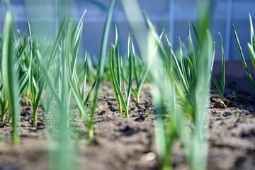 Young garlic grows in the garden. Agriculture. Gardening concept. Selective focus.