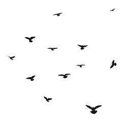 Silhouette sketch of a flock of flying birds, flight in different positions. Hover, soaring, landing, flying, flutter