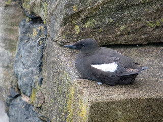 Black guillemot, Cepphus grylle