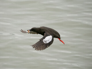Black guillemot, Cepphus grylle