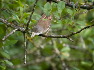 Common whitethroat, Curruca communis