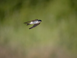 House martin, Delichon urbicum,