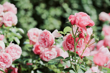 pink roses in garden