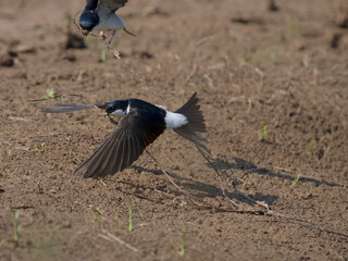 House martin, Delichon urbicum,