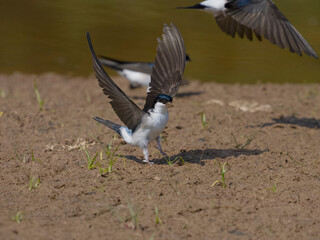 House martin, Delichon urbicum,