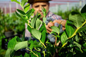 Farmer picking fresh blueberries on a farm.
