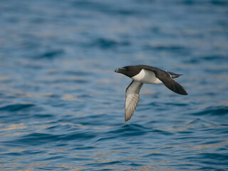 Razorbill, Alca torda