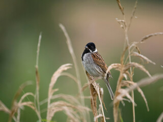 Reed bunting, Emberiza schoeniclus
