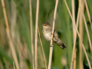 Reed warbler, Acrocephalus scirpaceus