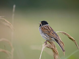 Reed bunting, Emberiza schoeniclus
