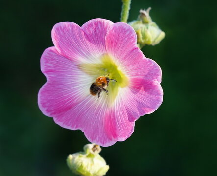 hollyhock with field bumblebee,stockrose mit ackerhummel