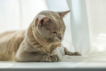 A domestic male Burmese cat, gray with yellow eyes, in a city apartment building. It effectively lies on the windowsill. Natural habitat.