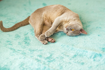 A domestic male Burmese cat, gray with yellow eyes, in a city apartment building. Natural habitat.