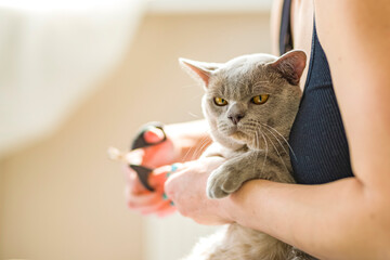 A domestic male Burmese cat, gray with yellow eyes, in the arms of the owner. He doesn't like...
