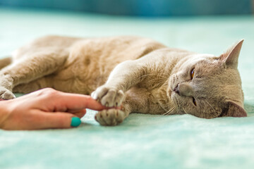 A domestic male Burmese cat, gray with yellow eyes, in a city apartment building. Likes to play...