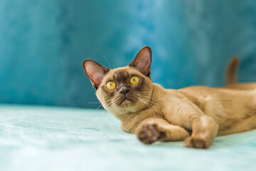 A domestic cat of Burmese breed, brown with yellow eyes, in a city apartment building. Likes to lie...