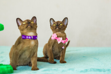 Young domestic kittens of Burmese breed, brown, play with a toy on a stand in a city apartment building. Natural habitat.