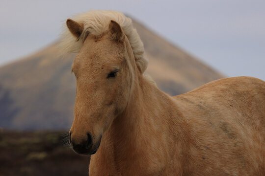 Koni Bilder Durchsuchen 2,777 Archivfotos, und Videos