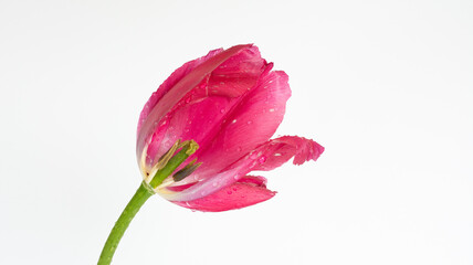 Fototapeta premium Tulpe / weißer Hintergrund