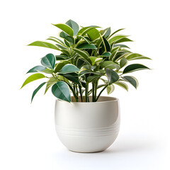 house plant in a white pot isolated on white background Generative AI