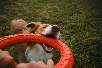 Active and energetic dog holds round red toy with teeth and looks up. Playing with owner, top view...