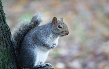 A closeup of a grey squirrel in a park. 