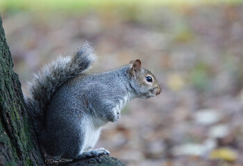 Naklejka na ściany i meble A side view of a cute grey squirrel in a woodland setting.