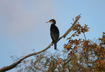 A cormorant perching on a tree branch against a defocused blue sky background. 