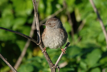 A cute dunnock perching on twigs against a defocused green background. 