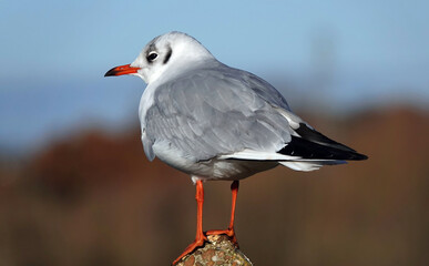 A closeup of a black-headed gull perching on a concrete post. 