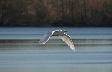A great white egret flying across a lake. 
