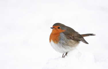 A European robin perching in the snow on a cold winter's day. 