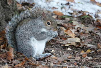 Naklejka na ściany i meble A grey squirrel eating an acorn at the foot of an oak tree on a cold winter's day. 